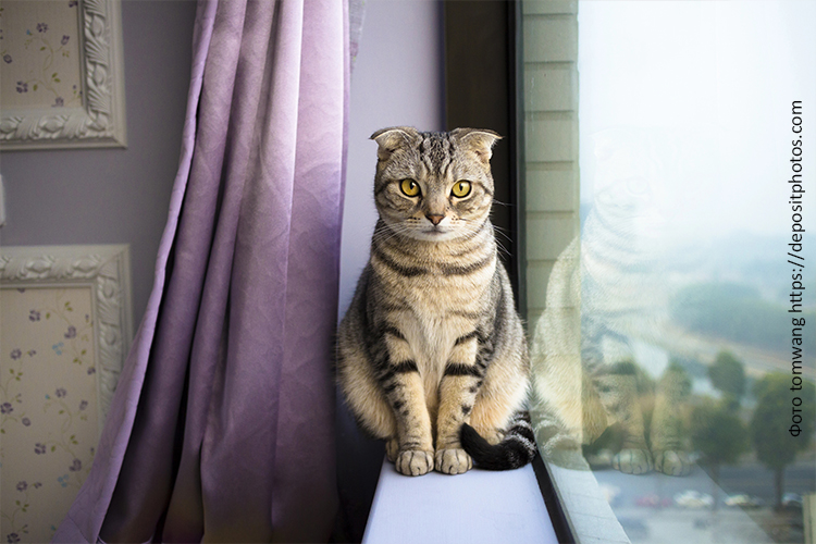 Правильный рацион стерилизованной кошки