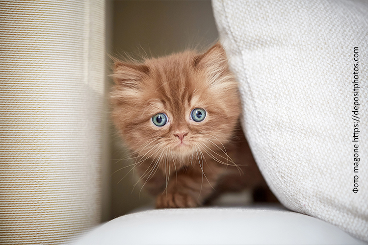 Рацион маленького котёнка — от рождения до трёх месяцев