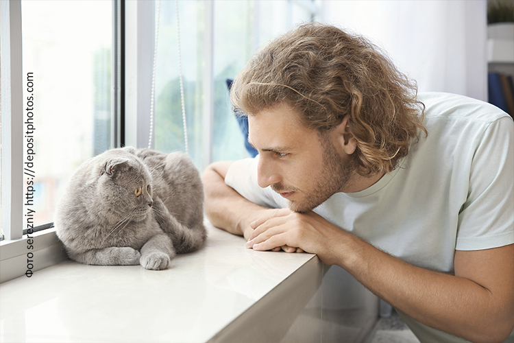 Рацион питания кошек: основные принципы