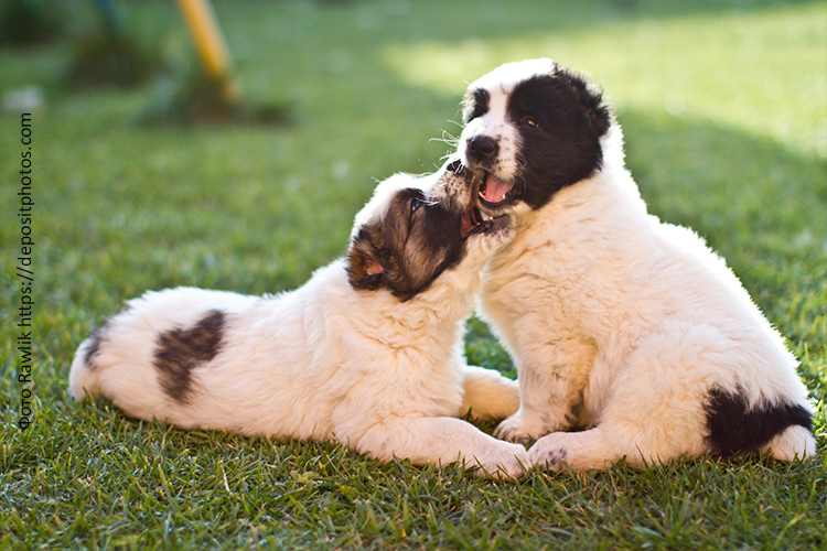 Рацион питания щенка алабая