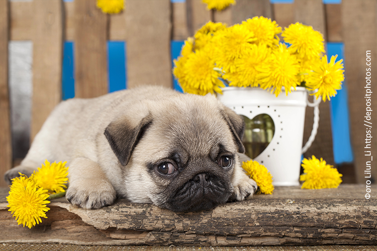 Рацион питания щенка мопса