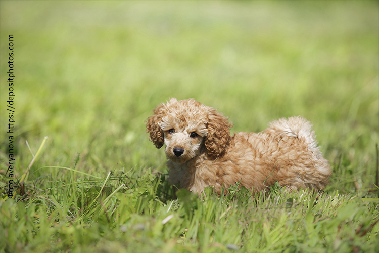 Рацион щенка пуделя