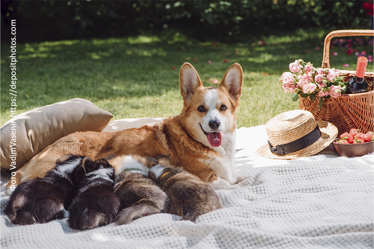 Питание после родов: рацион кормящей собаки