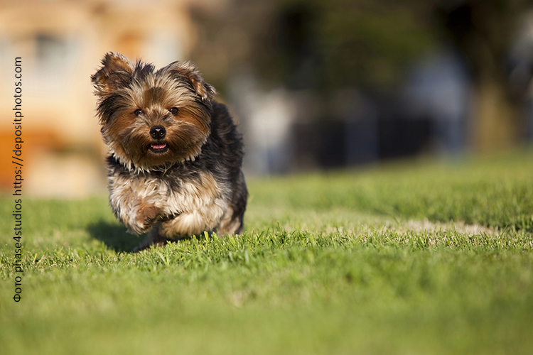 Питание собак мелких пород