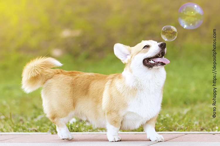 Питание собак маленьких пород