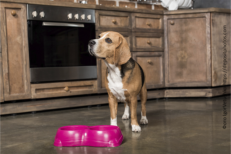 Когда переводить собаку на 2-разовое питание?