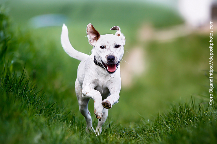 Питание взрослой собаки