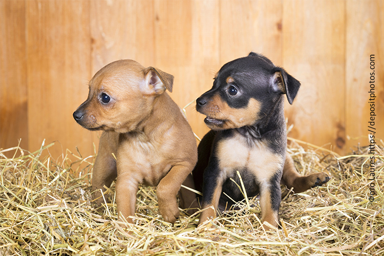 Каким должен быть рацион для щенка той-терьера