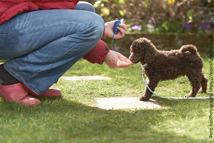 Лакомства для социализации и дрессировки щенка