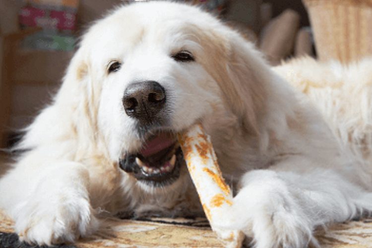 Лакомства для чистки зубов собак
