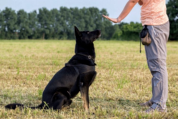 Лакомства для собак крупных пород