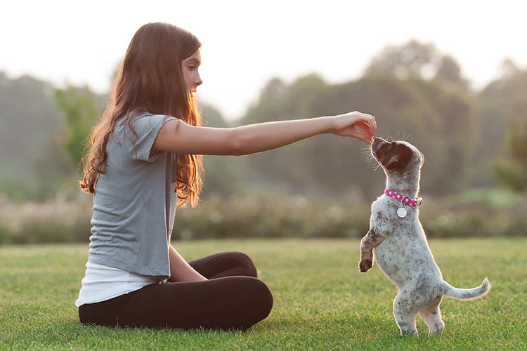 С чего начать дрессировку щенка?