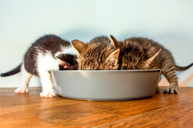 Первый прикорм котят