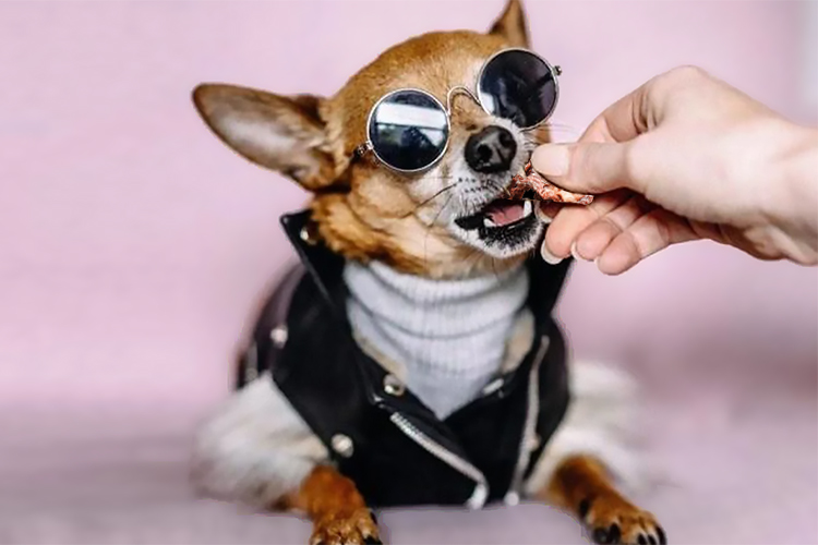 Какие вкусняшки можно давать собаке?