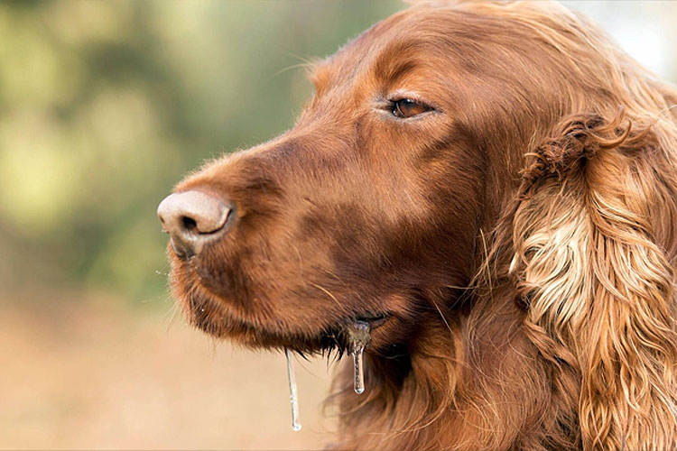 Почему моя собака не пьёт воду?