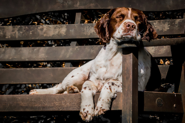 Какой сухой корм выбрать для пожилых собак?