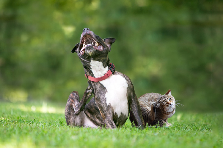 Может ли питомец чесаться от корма?