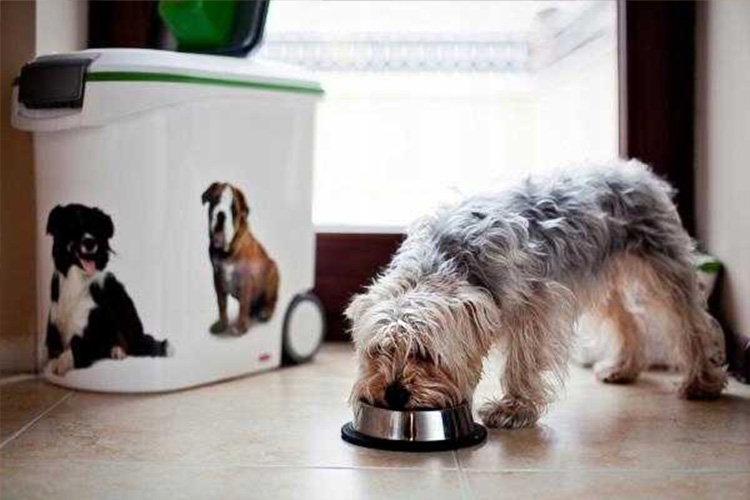 Срок годности сухого корма