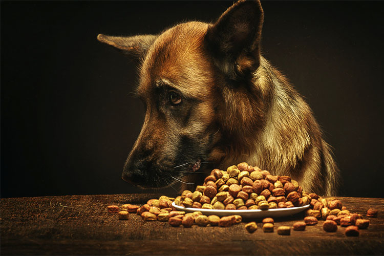 Как перевести собаку с натуралки на сухой корм?