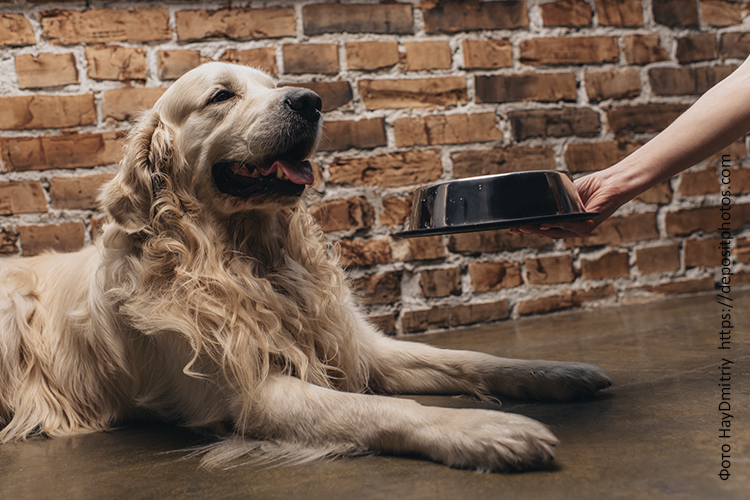 Какой корм лучше для стерилизованных собак?