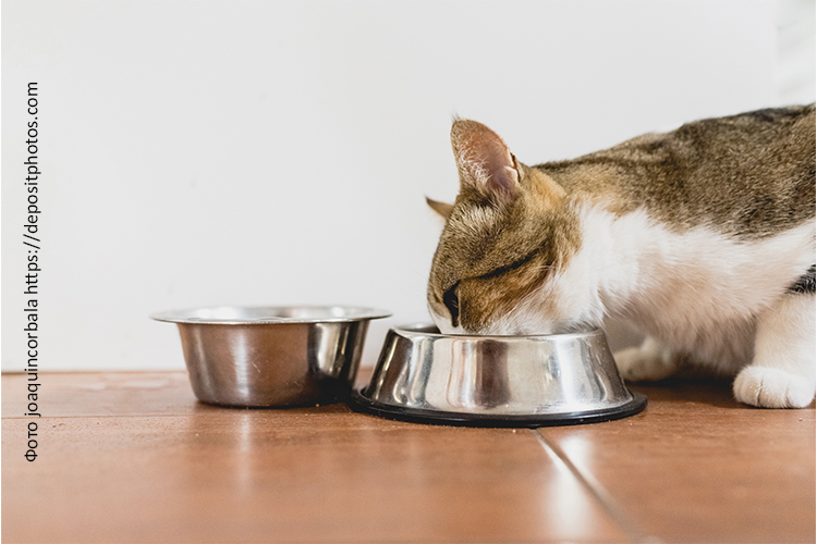 Почему кошка стала очень много есть?