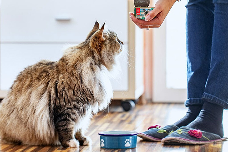 Какой корм давать кошке после стерилизации?