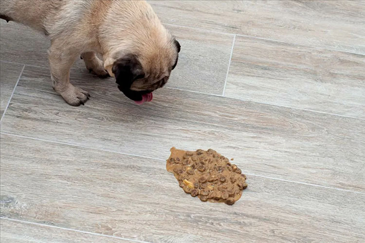 Собаку рвёт после корма