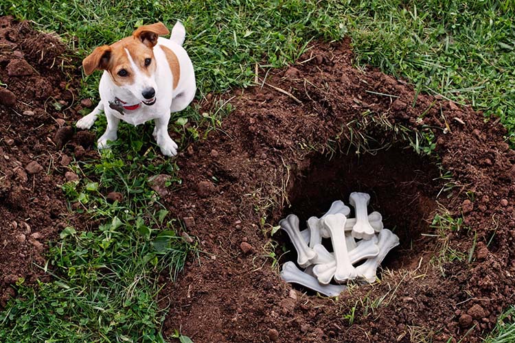 Почему и зачем собака прячет еду?