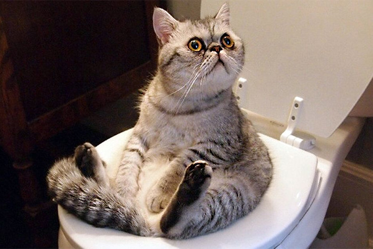 У кошки понос от нового корма