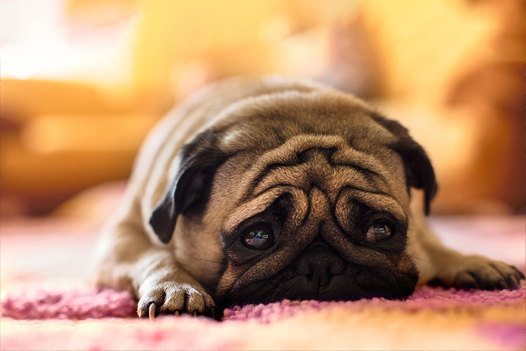 У собаки аллергия на курицу