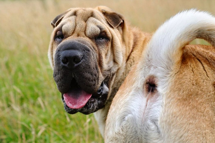 Метеоризм у собаки