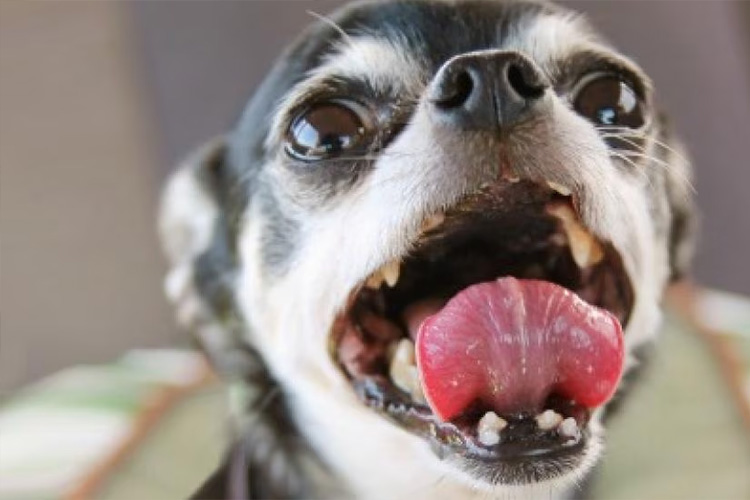 Собака выплёвывает корм