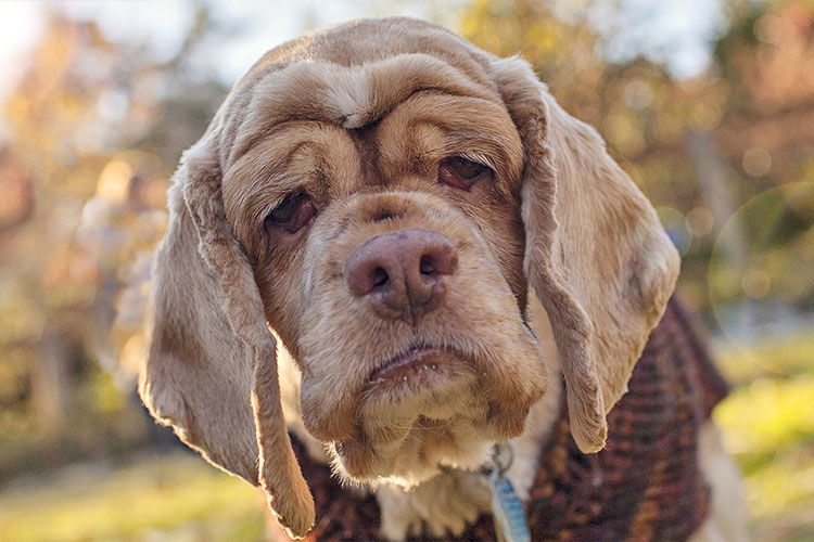 Чем кормить пожилую собаку?