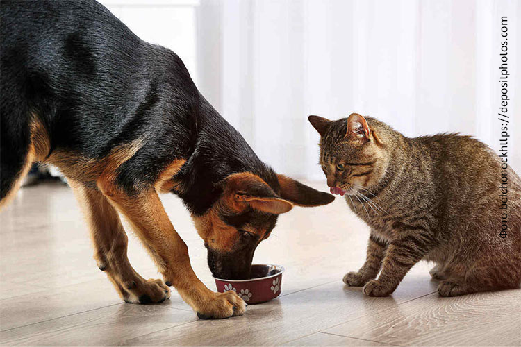 Можно ли котам давать корм для собак?