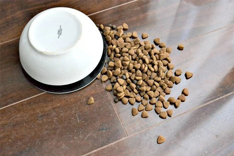 Почему собака переворачивает миску?