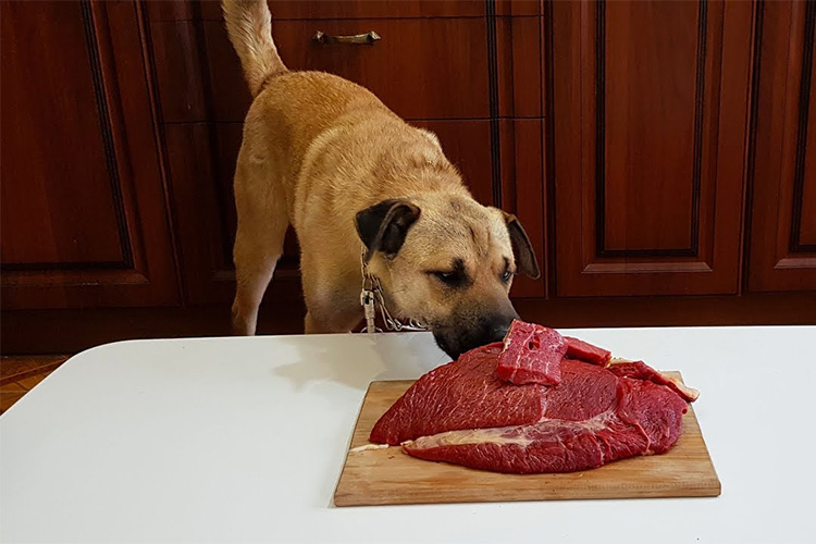 Аллергия на говядину у собак