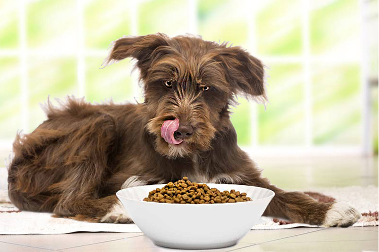 Какой корм подойдёт для собак без породы?