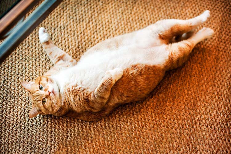 Метеоризм у котов и кошек?