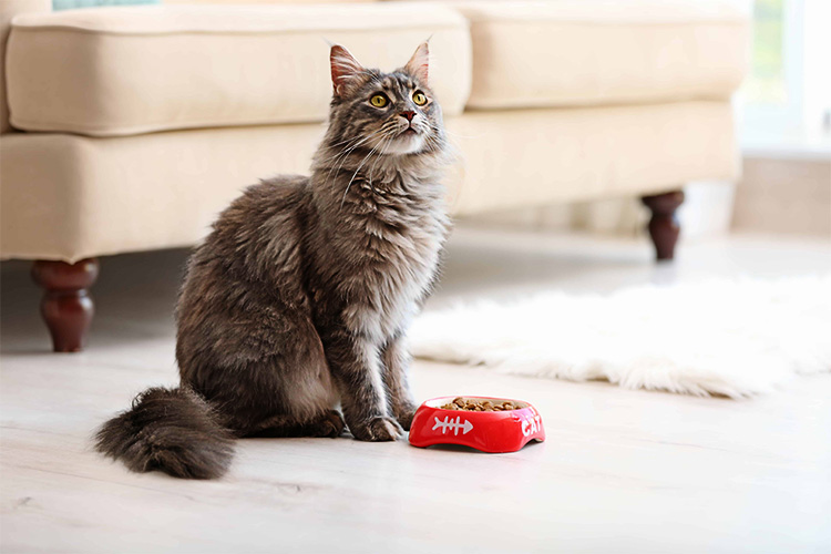 Кошке надоел корм?