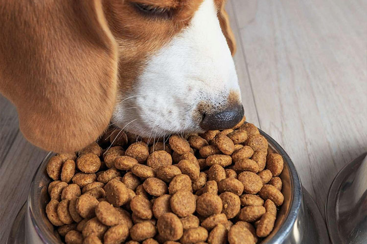 Как понять, что сухой корм испортился?