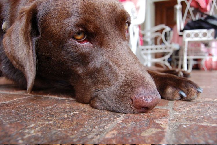 Собаку вырвало сухим кормом