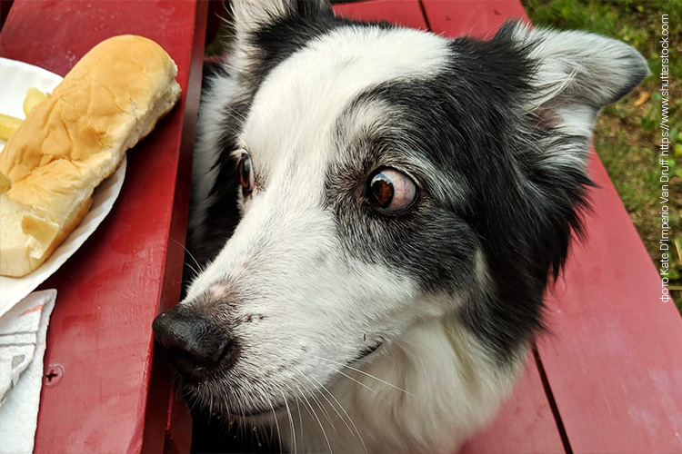 Почему собака ворует еду со стола?