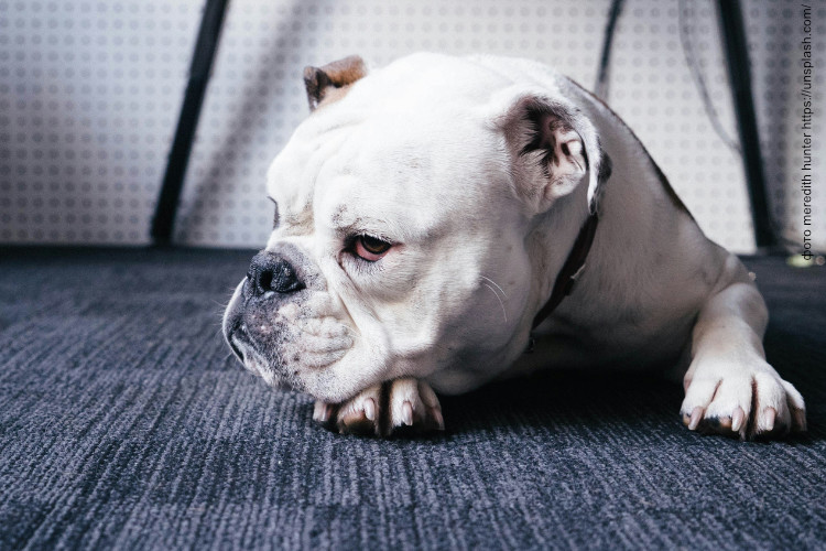 Частые причины диареи у собак