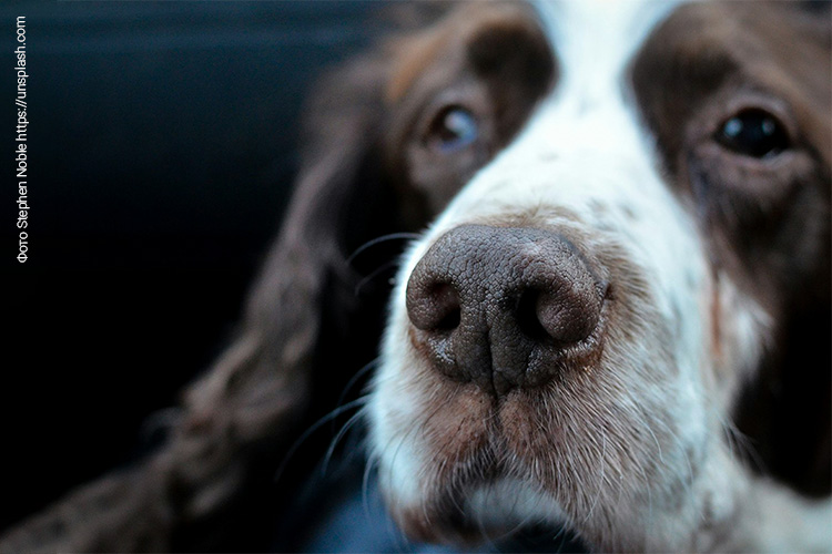 Состав корма для пожилых собак